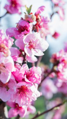 Mavi gökyüzü arka plan üzerinde pembe çiçekler