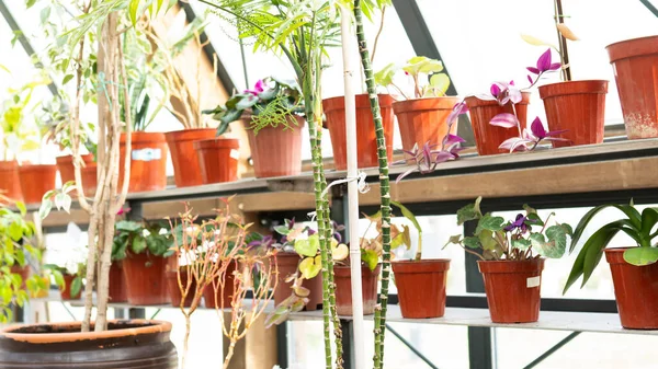 温室の庭と花 美しい温室ドームの内部 — ストック写真