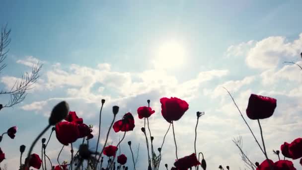 Záběr Červených Makových Květin Pozdním Odpoledním Slunci Dispozici Také Rozlišení — Stock video