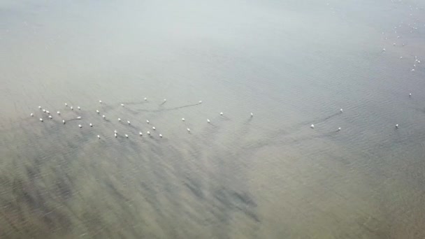 フラミンゴの群れの空中ビュー — ストック動画