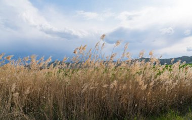 Çimen ve mavi gökyüzü arka planda bulutlar.