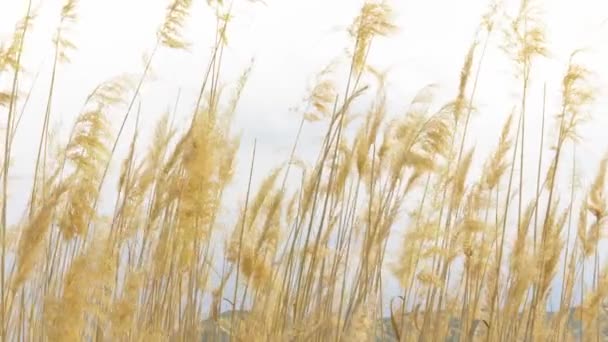 落日光照下干草茎的选择性软聚焦点 — 图库视频影像