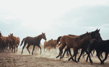 a group of horses galloping freely clipart