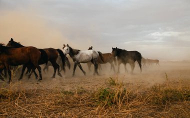 Bir grup at özgürce dörtnala koşuyor.