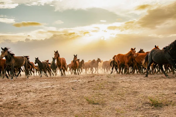 Group Horses Galloping Freely — Stock Photo, Image