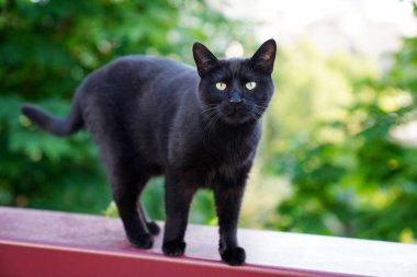 Dışarıda yürüyen sevimli siyah kedi. 