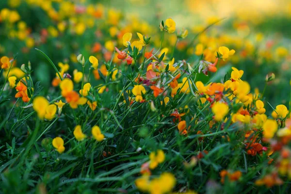 Tavaszi Rét Tele Színes Virágokkal — Stock Fotó
