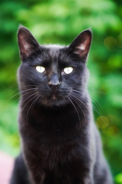 Black Cat Yellow Eyes — Stock Photo, Image