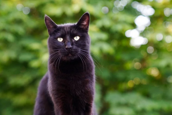 Retrato Gato Negro Con Ojos Verdes — Foto de Stock