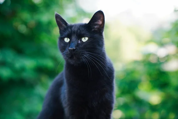 Fekete Macska Zöld Szemekkel — Stock Fotó