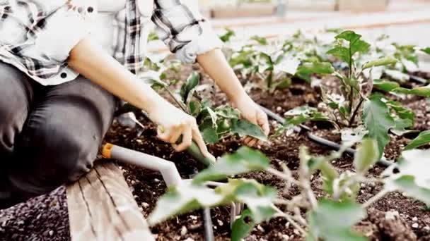 Mujer Joven Cultivando Jardín Granja Orgánica — Vídeo de stock