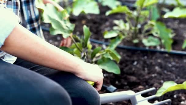 Jonge Vrouw Landbouw Tuin Biologische Boerderij — Stockvideo