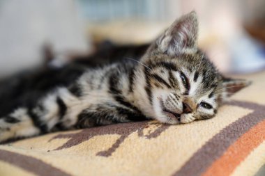 Kanepede uyuyan tekir bir kedinin yakın çekimi.