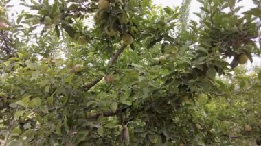 Ağaçta yeşil elma, doğal elma dalı.