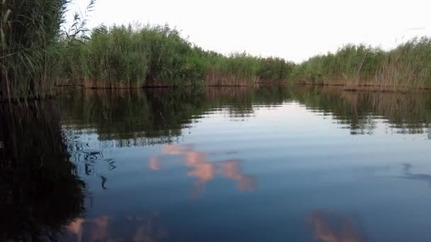 Łódź Pływająca Jeziorze Łódź Przepływająca Przez Trzcinę — Wideo stockowe