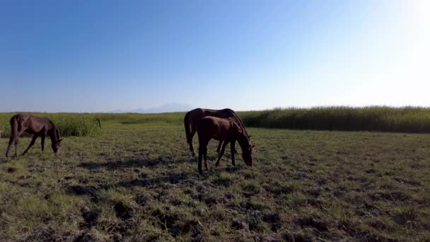 阳光明媚的日子 马正在草地上吃草 — 图库视频影像