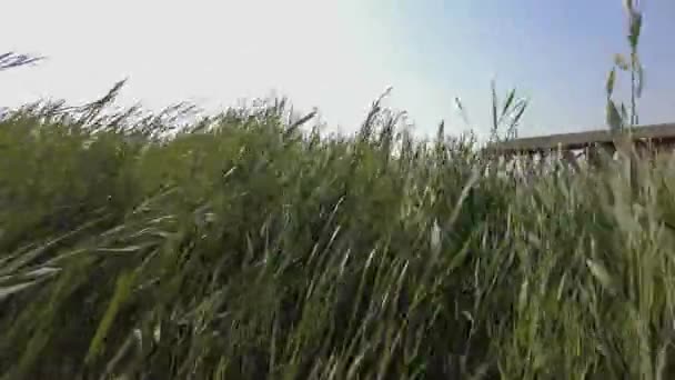 Yeşil Otlar Rüzgarda Sazlar — Stok video