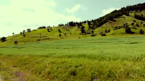 Hilly Surface Mountain Plateau Covered Grass Forest Aerial View — Stock Video