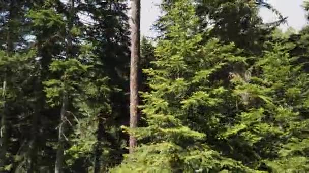 Offroad Fahren Durch Den Wald Persönliche Perspektive — Stockvideo