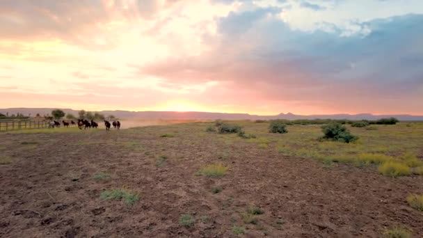 Luchtfilm Met Kudde Volbloed Paarden Weg Naar Woestijn — Stockvideo