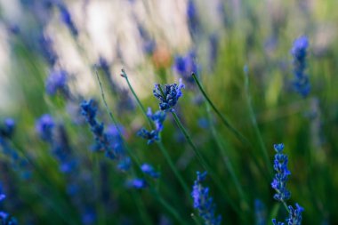 Yaban çiçeklerinin yakın plan görüntüsü yumuşak odak