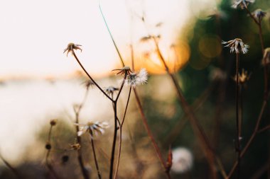Yaban çiçeklerinin yakın plan görüntüsü yumuşak odak