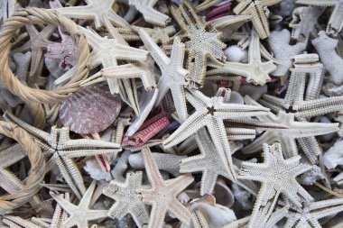 Beyaz denizyıldızı arka planı. Dekorasyon için kullanılan denizyıldızı
