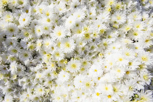 white daisy flowers background. daisy
