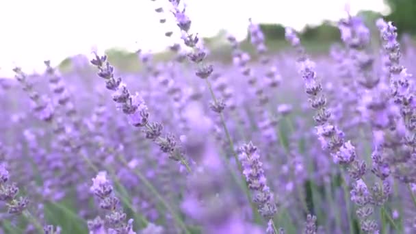 Detailní Záběr Levandulových Květin Kvetoucích Farmě — Stock video