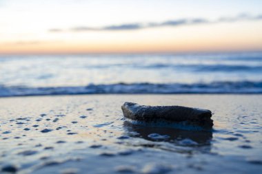 Okyanus dalgaları Pasifik Okyanusu 'nun batımında çarpışıyor.