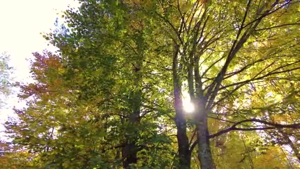 Bellissimi Colori Autunnali Nella Foresta Sole Splendente Tra Gli Alberi — Video Stock