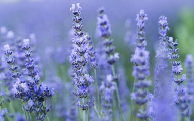 Tarlada lavanta çalıları