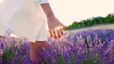 Genç bir kadın lavanta tarlasında yürür ve lanet olası bir lavantaya eliyle dokunur. Kadının eli lavanta tarlasında yürür..