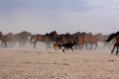 Vahşi atların koşma vasıl günbatımı toz içinde geçmiş ile peyzaj.