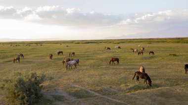 Vahşi atların arazisi tarlada otluyor.