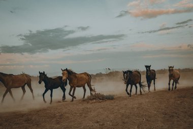 Vahşi atların koşma vasıl günbatımı toz içinde geçmiş ile peyzaj
