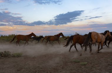 Vahşi atların koşma vasıl günbatımı toz içinde geçmiş ile peyzaj