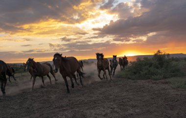 Vahşi atların koşma vasıl günbatımı toz içinde geçmiş ile peyzaj