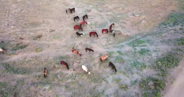 Pemandangan Udara Dari Kuda Liar — Stok Video
