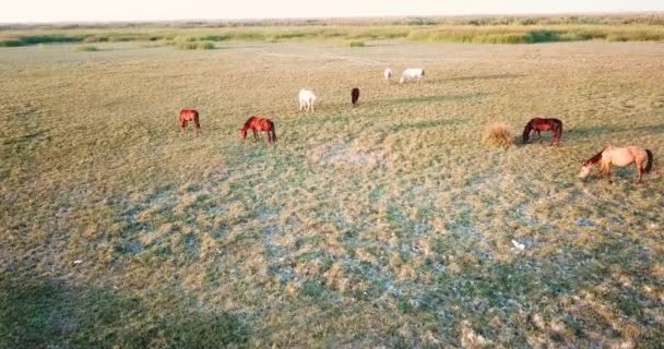 Воздушный Вид Диких Лошадей — стоковое видео