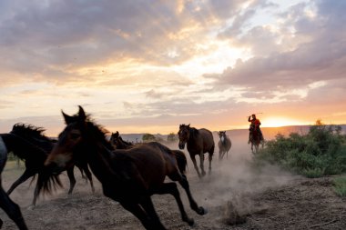 Vahşi atların koşma vasıl günbatımı toz içinde geçmiş ile peyzaj.