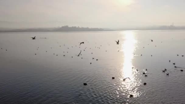 Mouettes Volant Près Lac — Video