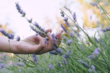 Çayırdaki lavanta çiçeklerine dokunan kadın eli