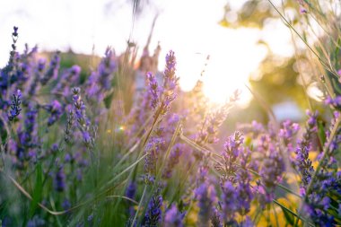 Gün batımında çayırdaki güzel lavanta çiçekleri 