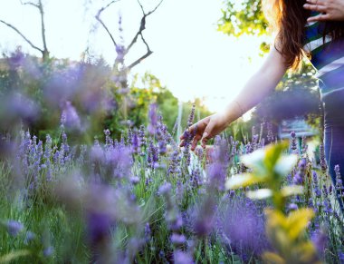 Bir kadın tarlada yürüyor ve lavanta çiçeklerine dokunuyor.