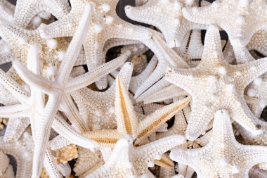 Yaz Tasarım Elementleri İçin Farklı Renklere sahip Yıldız Balıkları.