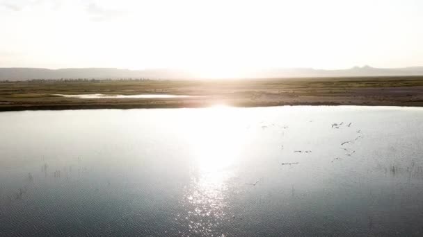 サンセットで湖の上を飛ぶシーガル — ストック動画