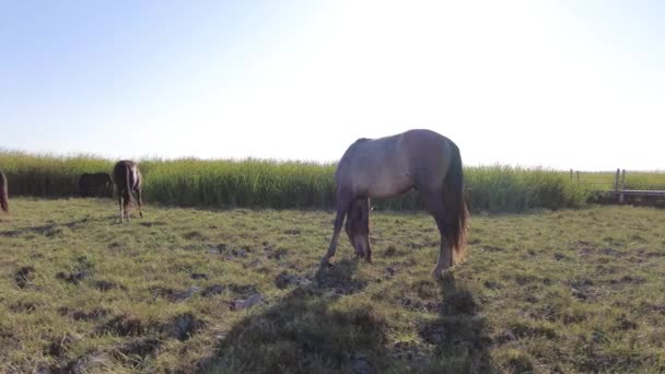 Konie Łąkach Prerii — Wideo stockowe