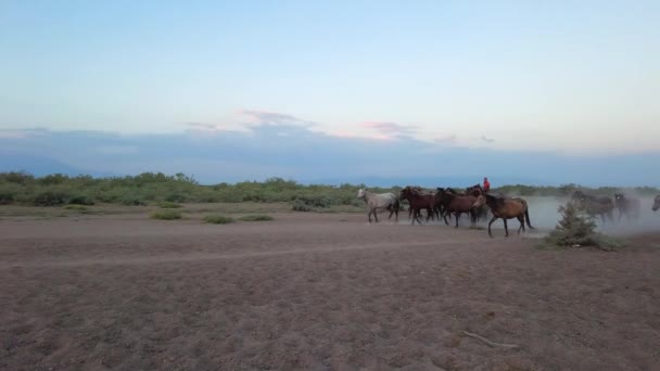背景に美しい夕日と空とフィールド上の馬の群れとカウボーイ — ストック動画