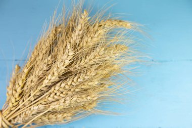 Mavi arka planda buğday kulakları, kapatın